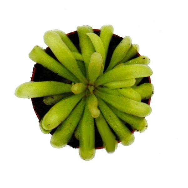 Köttätande växt - Pinguicula "Anna" - Kruka 9 cm