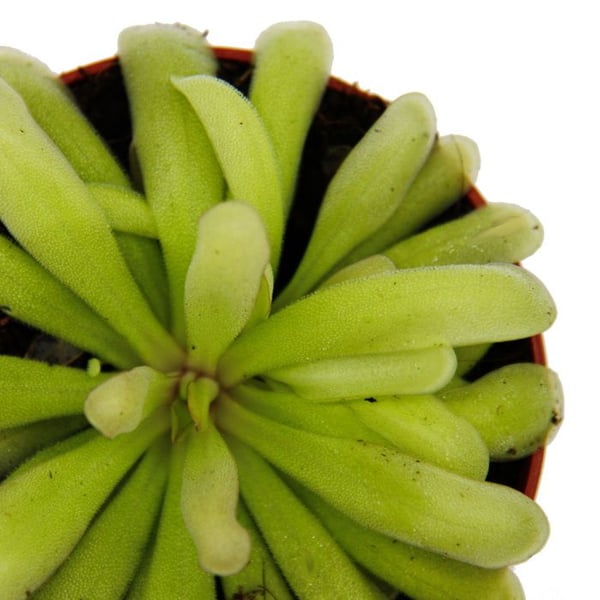 Köttätande växt - Pinguicula "Anna" - Kruka 9 cm