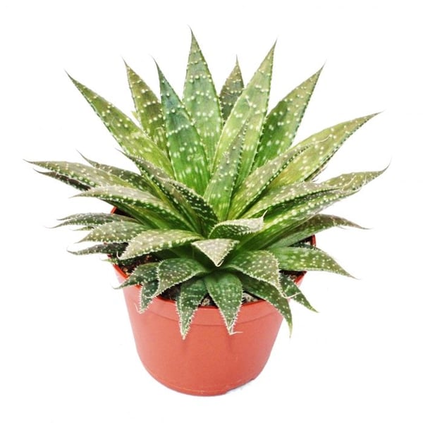 Aloe arristata - stor växt i 12 cm kruka