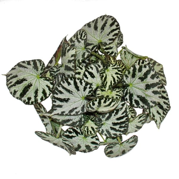 Bladbegonia "Silver Jewel" - Kungbegonia - Bladdekorationbegonia - 12cm Kruka