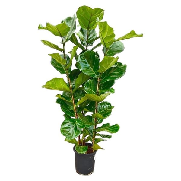 Ficus lyrata - Fiolficus - Enstaka växt - ca. 140cm hög - 27cm kruka