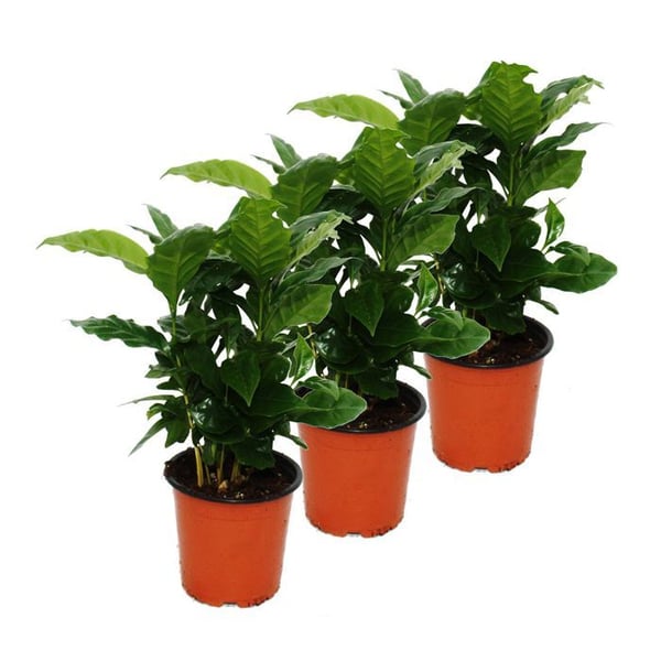 Kaffebuske (Coffea arabica) 3 växter - Inomhusväxt