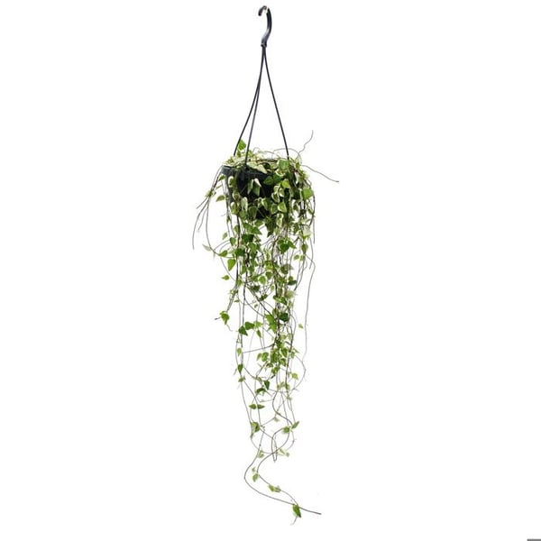 Hängande krukväxt - Ceropegia linearis Merel candelabra 14cm hängande korg