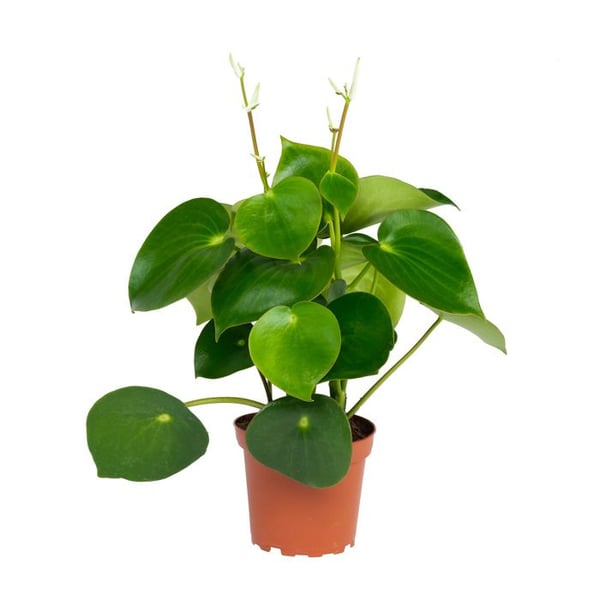 Poivre nain de Peperomia "Goutte de pluie" i kruka 12 cm