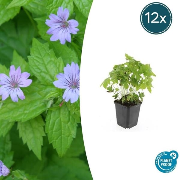 Markdekoration - Geranium nodosum - Kruka på 9 cm - Set med 12 växter