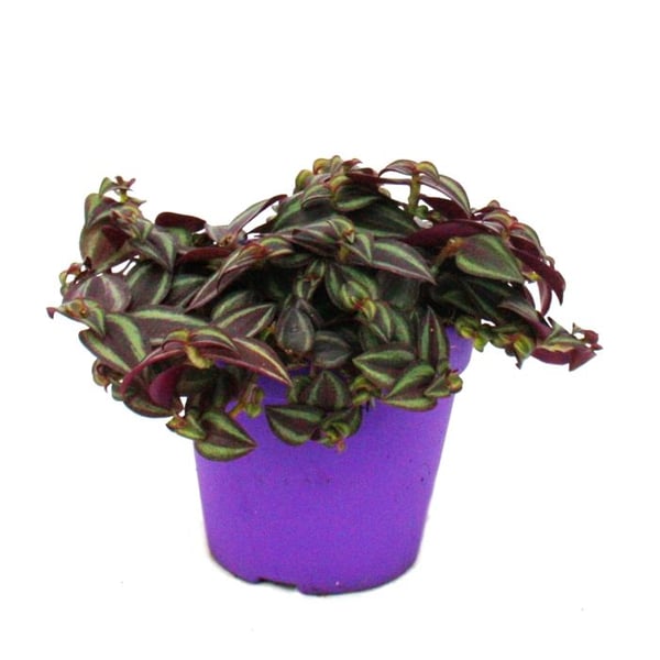 Tradescantia Purple Passion - Tre mästare med violetta blad - kruka 12 cm