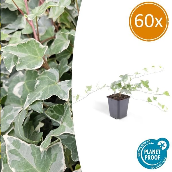 Marktäcke - Murgröna - Hedera helix 'Glacier' - 9 cm kruka - Set med 60 växter