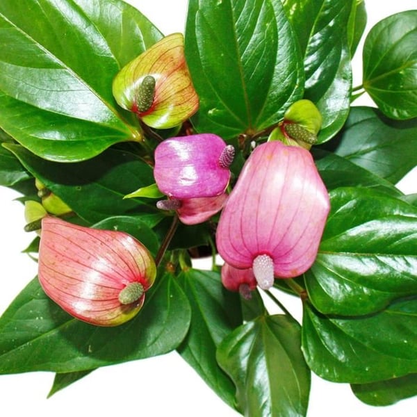 Flamingoblume "Lila Fiorino" violett Anthurium andreanum 12cm