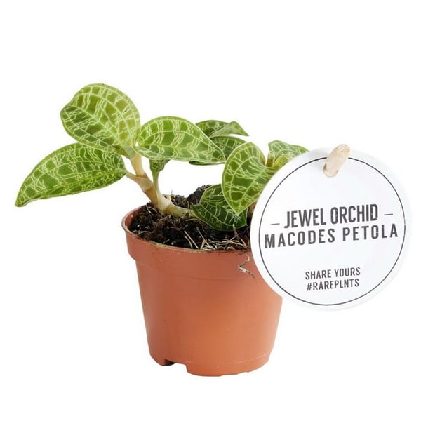 Juwelorkidé - Macodes petola Emerald - Mini-jordorkidé med ovanliga blad - 6cm kruka