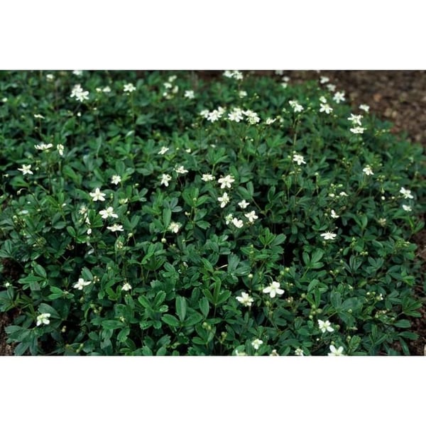 Markväxt - Potentilla tridentata 'Nuuk' - Kruka 9cm - Set med 12 växter