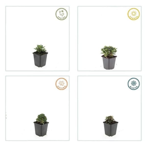 Markväxt - Potentilla tridentata 'Nuuk' - Kruka 9cm - Set med 12 växter