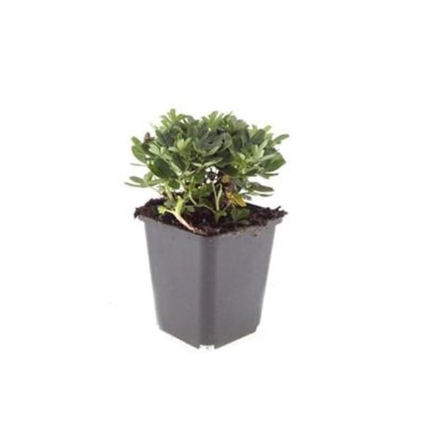 Markväxt - Potentilla tridentata 'Nuuk' - Kruka 9cm - Set med 12 växter