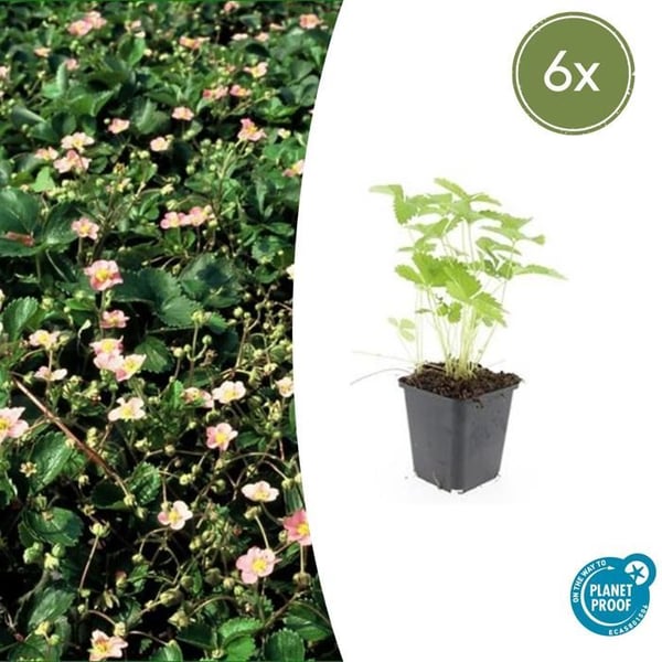 Bodendecker - Skogjordgubbe - Fragaria vesca - 9 cm kruka - Set med 6 växter