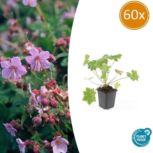 Marktäckare - Balkans papegojblomma - Geranium macrorrhizum 'Ingwersens Variation' - 9 cm kruka - Set med 60 växter