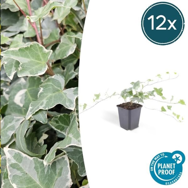 Markväxt - Murgröna - Hedera helix 'Glacier' - Kruka 9cm - Set med 12 växter