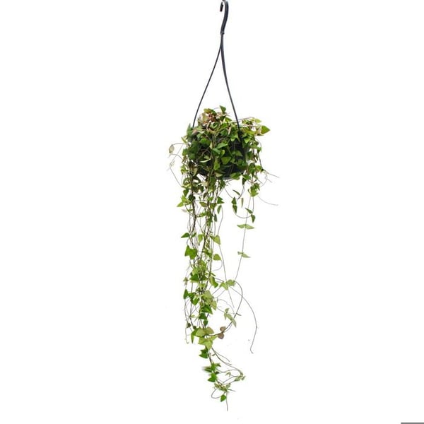 Inomhusväxt att hänga - Ceropegia linearis "Remy" - kandelaberblomma - trafikljus 14cm