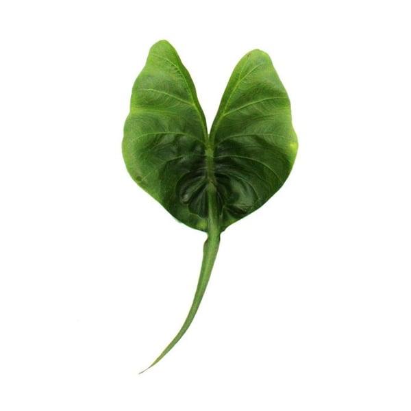 Alocasia macrorrhiza Stingray - Tropisk rot - Alocasia - Ray Arrow Leaf - Kruka 11cm