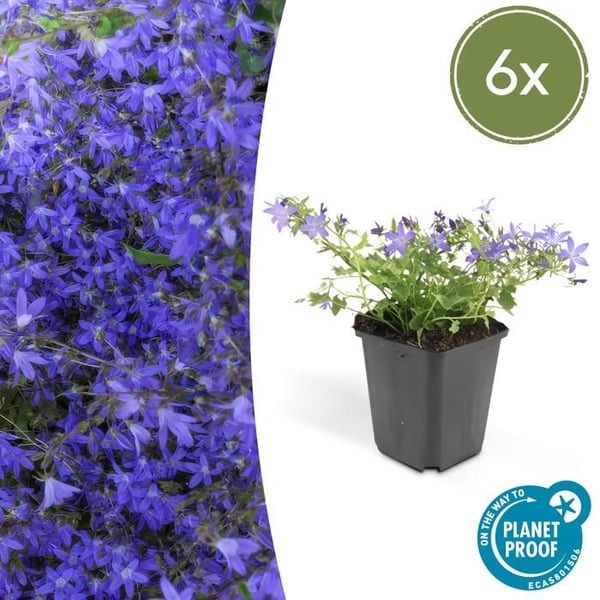 Perenn i stenparti - Campanula poscharskyana 'Stella' - Kruka 9cm - Set med 6 växter