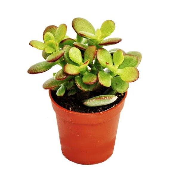 Crassula portulacea minor - Penny Tree - i kruka på 5,5 cm