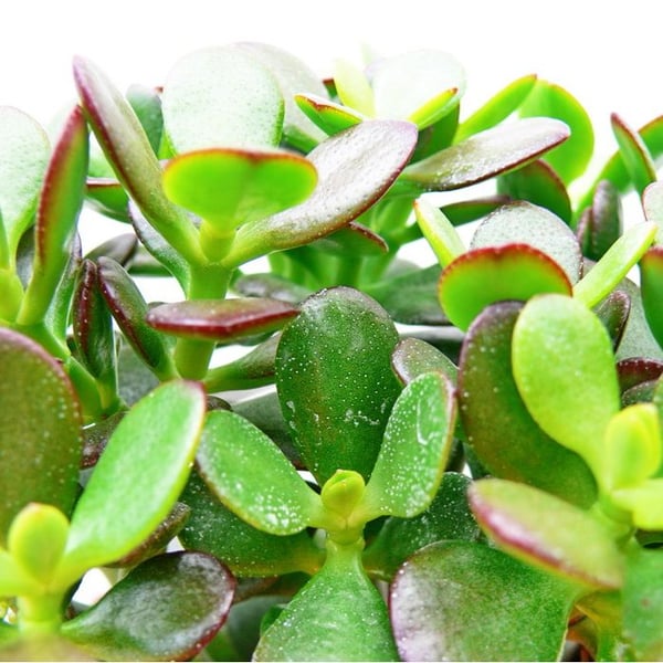Crassula portulacea minor - Penny Tree - i kruka på 5,5 cm