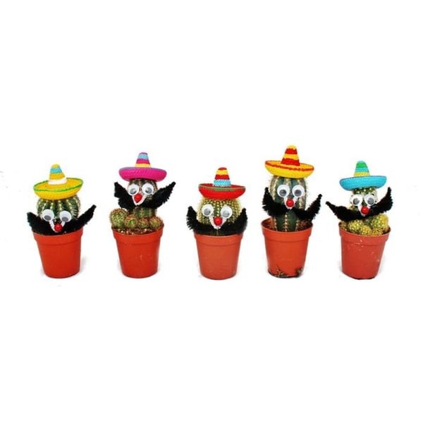 Kaktusar med rolig sombrero