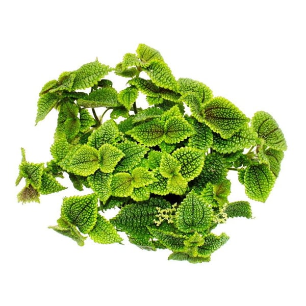 Gunnera Plant - Pilea involucrata Moon Valley - Månkrafterväxt - kruka 12cm