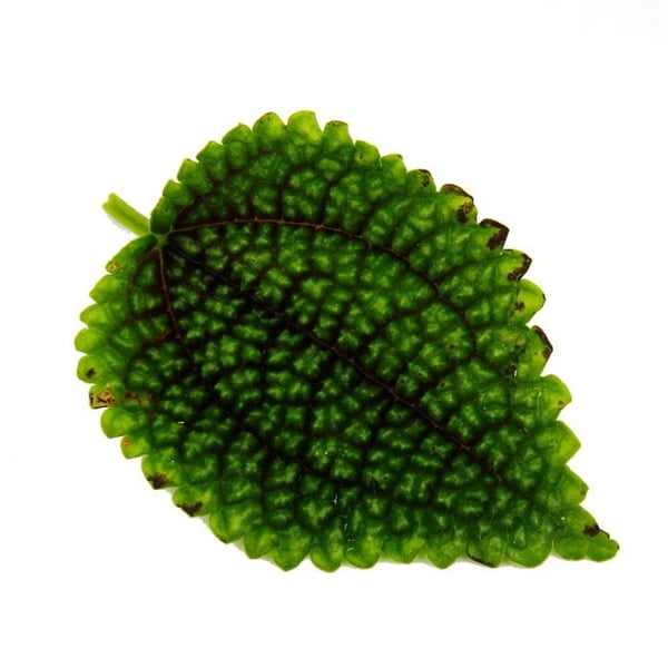 Gunnera Plant - Pilea involucrata Moon Valley - Månkrafterväxt - kruka 12cm