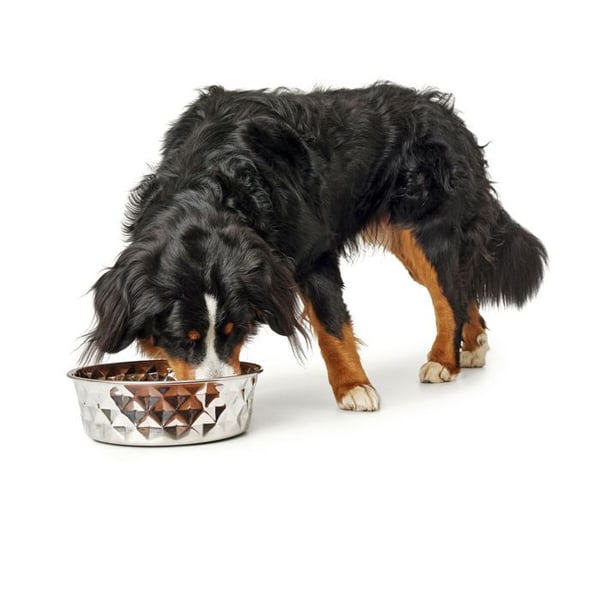 Hundmatare - HUNTER - Silikon och rostfritt stål - 1,05 l - Flerfärgad - Rund