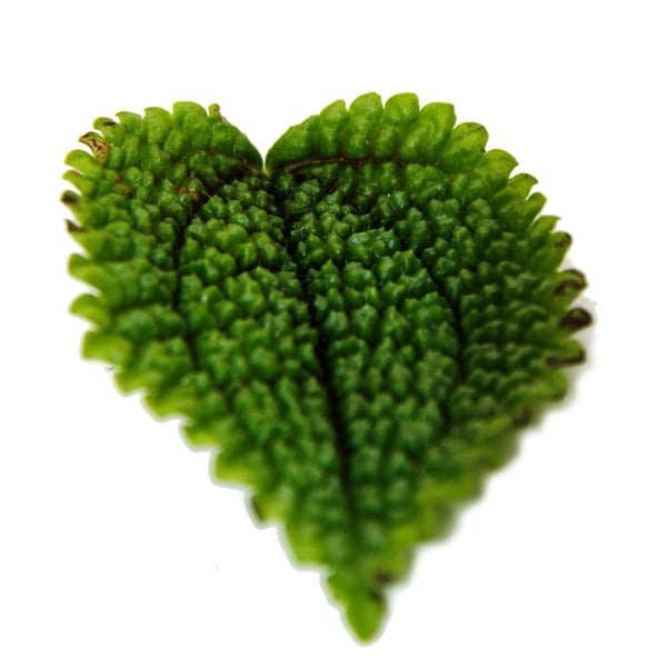 Gunnera Plant - Pilea involucrata Moon Valley - Månkrafterväxt - kruka 12cm