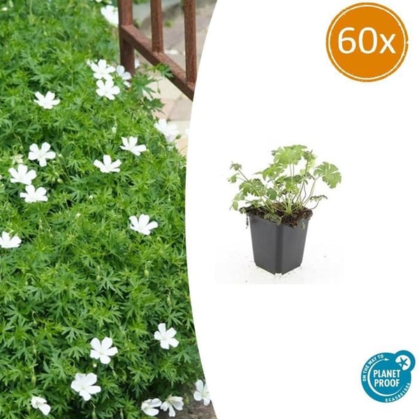 Marktäckare - Snöpapegoja - Geranium sanguineum 'Album' - 9 cm kruka - Set med 60 växter