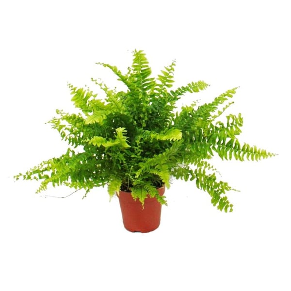 Ormbunksblandning, set om 3, 17cm
