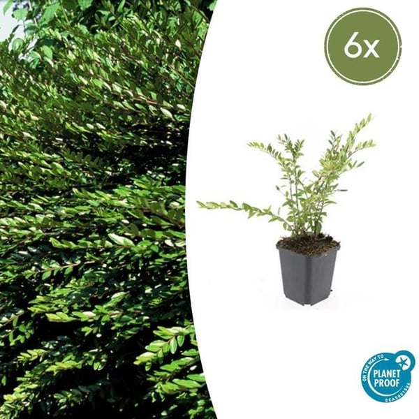 Jordtäcke - Klibbigt myrtenträd - Lonicera pileata 'Purple Pearl' - 9 cm kruka - Set med 6 växter