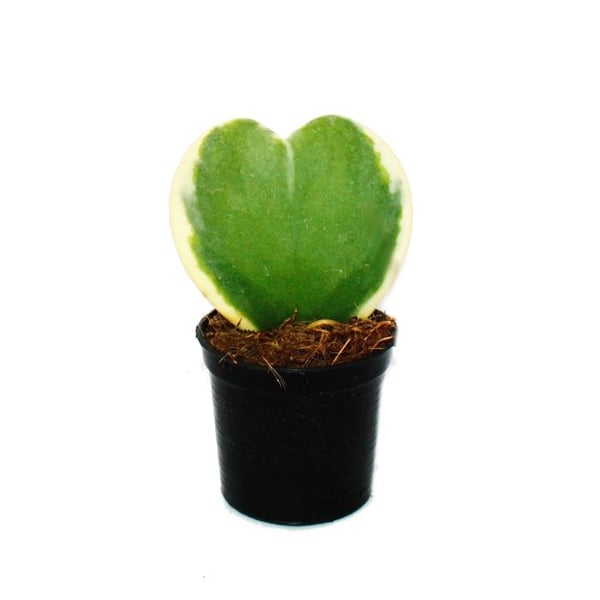 Hoya kerii tvåfärgad hjärtbladsväxt, hjärtväxt eller Liten älskling 6cm kruka suckulent