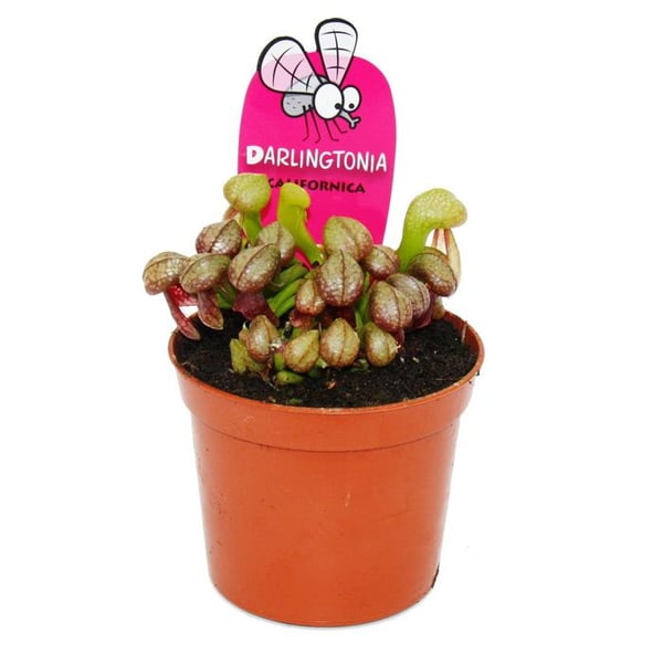 Köttätande växt - Kobralilja - Darlingtonia californica - Kruka 9cm - Raritet