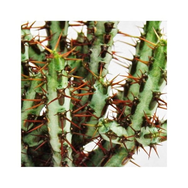 Euphorbia aeruginosa - Euphorbia - liten växt i kruka 5,5cm