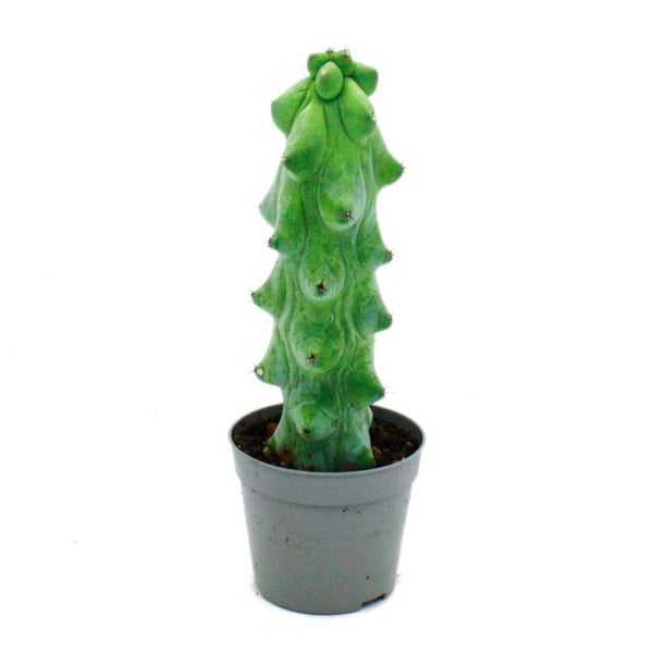 Myrtillocactus geometrizans cv. fukurokuryuzinboku - Kaktus bröst - sällsynt kaktus myrtille - kruka på 6,5cm