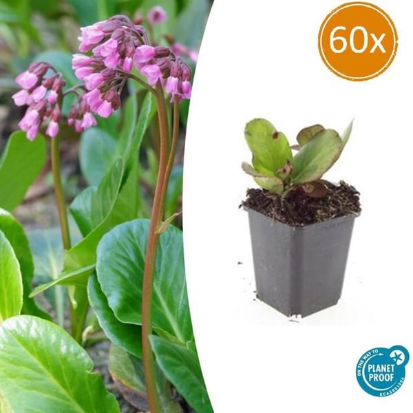 Markskydd - Perenn - Bergenia - Bergenia cordifolia 'Herbstblüte' - 9cm kruka - Set med 60 växter