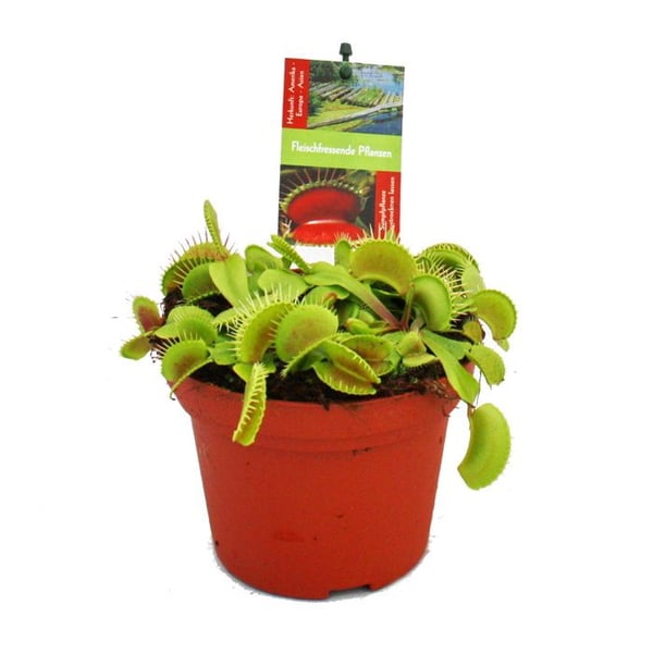 Venusflugsväxt - Dionaea muscipula - 12cm kruka