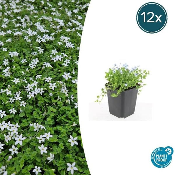 Mark täckväxt - Vit lobelia - Isotoma fluviatilis 'Alba' - 9 cm kruka - Set med 12 växter