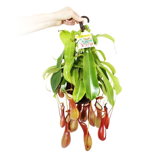 Köttätande växt - Nepenthes alata Kruka 14 cm för trafikljus