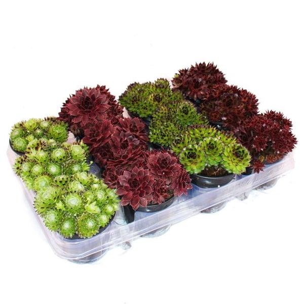 Hauswurz - Set med 12 olika Sempervivum-sorter