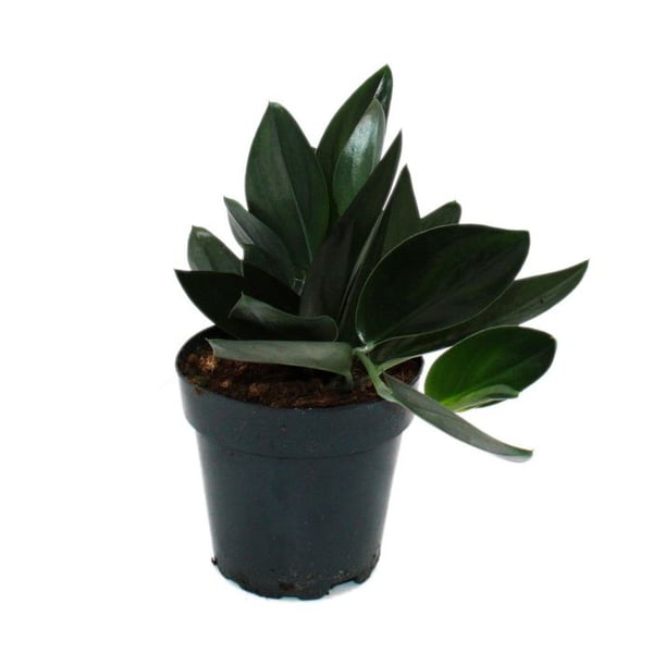 Scindapsus treubii "Dark Form" - svart murgröna - kruka 15 cm