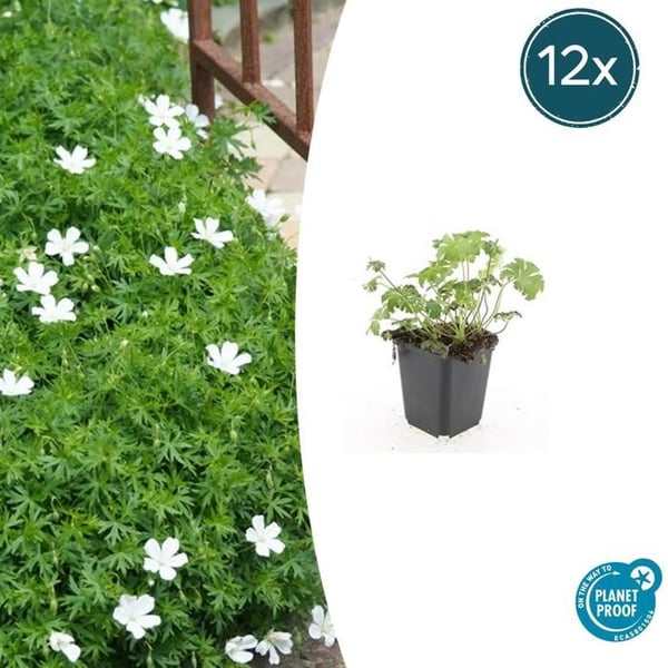 Bäckväxt - Snöparrot - Geranium sanguineum 'Album' - kruka 9cm - set med 12 växter