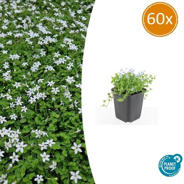 Jordbeläggning - Vit lobelia - Isotoma fluviatilis 'Alba' - 9cm kruka - Set med 60 växter
