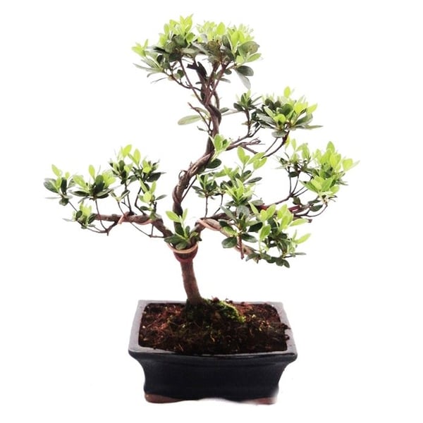 Utomhus Bonsai Rhododendron simsii - Azalea 15cm