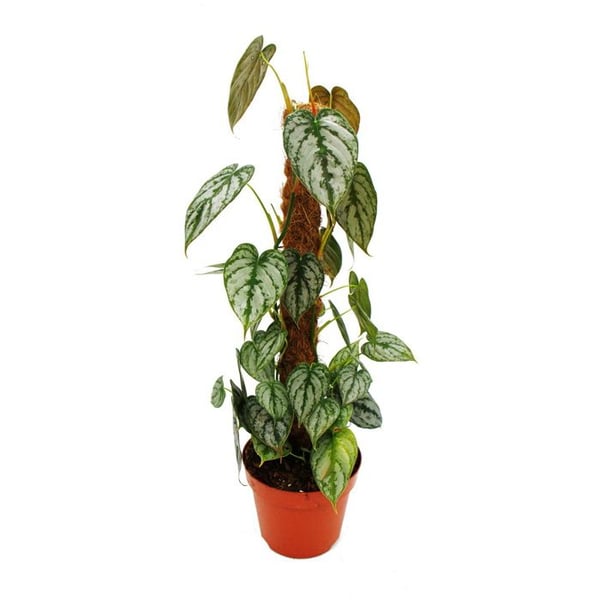 Philodendron brandtianum - silverblad - trädens vän - 17cm kruka på mosspinne