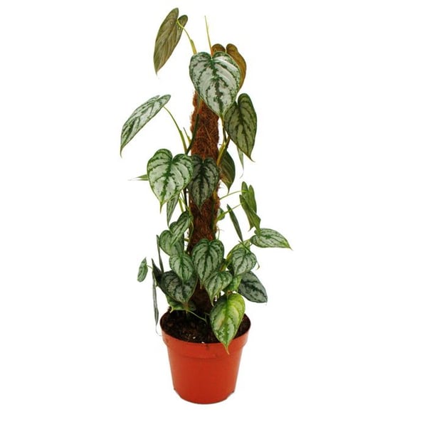 Philodendron brandtianum - silverblad - trädens vän - 17cm kruka på mosspinne