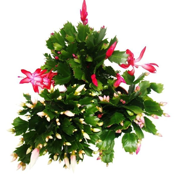 Julkaktus - Schlumbergera - Set med 3 växter