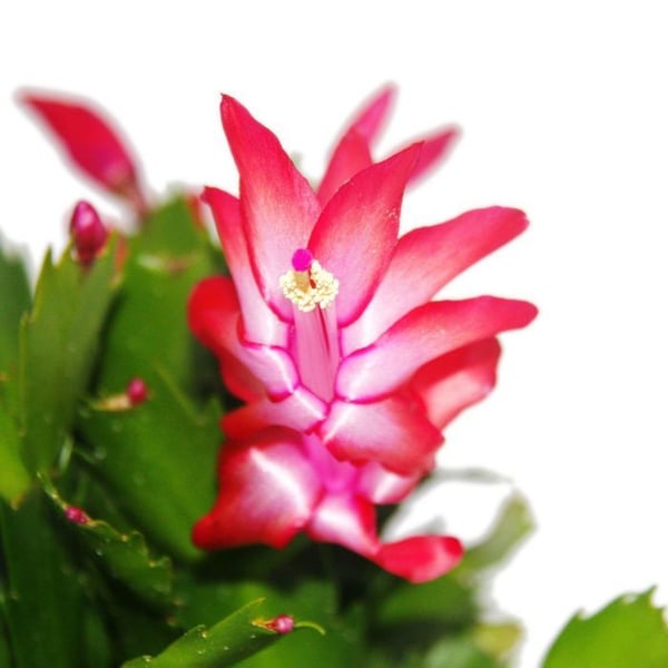 Julkaktus - Schlumbergera - Set med 3 växter