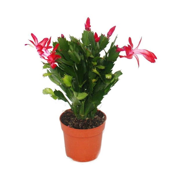 Julkaktus - Schlumbergera - Set med 3 växter